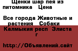 Щенки шар-пея из питомника › Цена ­ 15 000 - Все города Животные и растения » Собаки   . Калмыкия респ.,Элиста г.